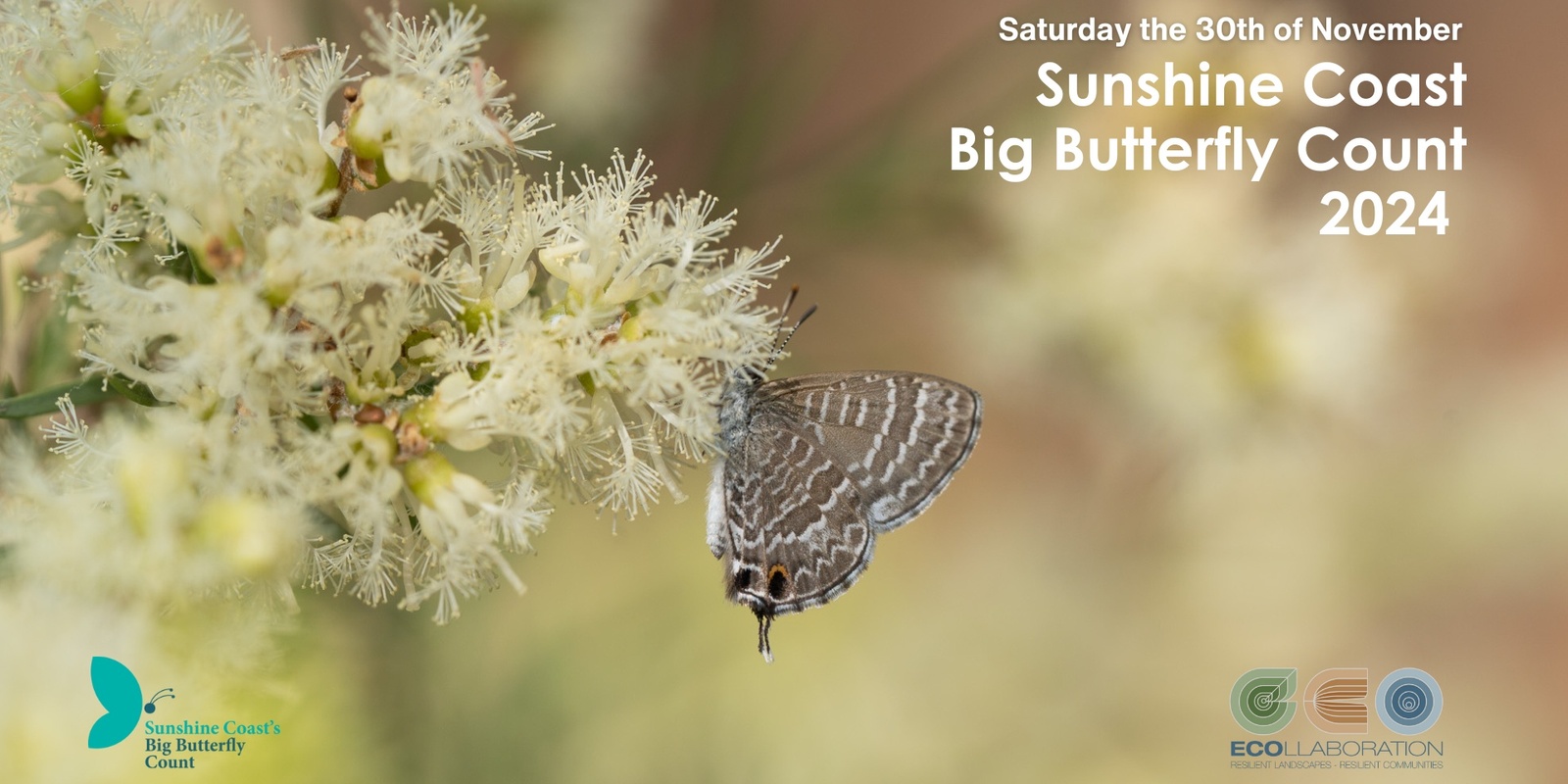 Banner image for Sunshine Coast Big Butterfly Count 