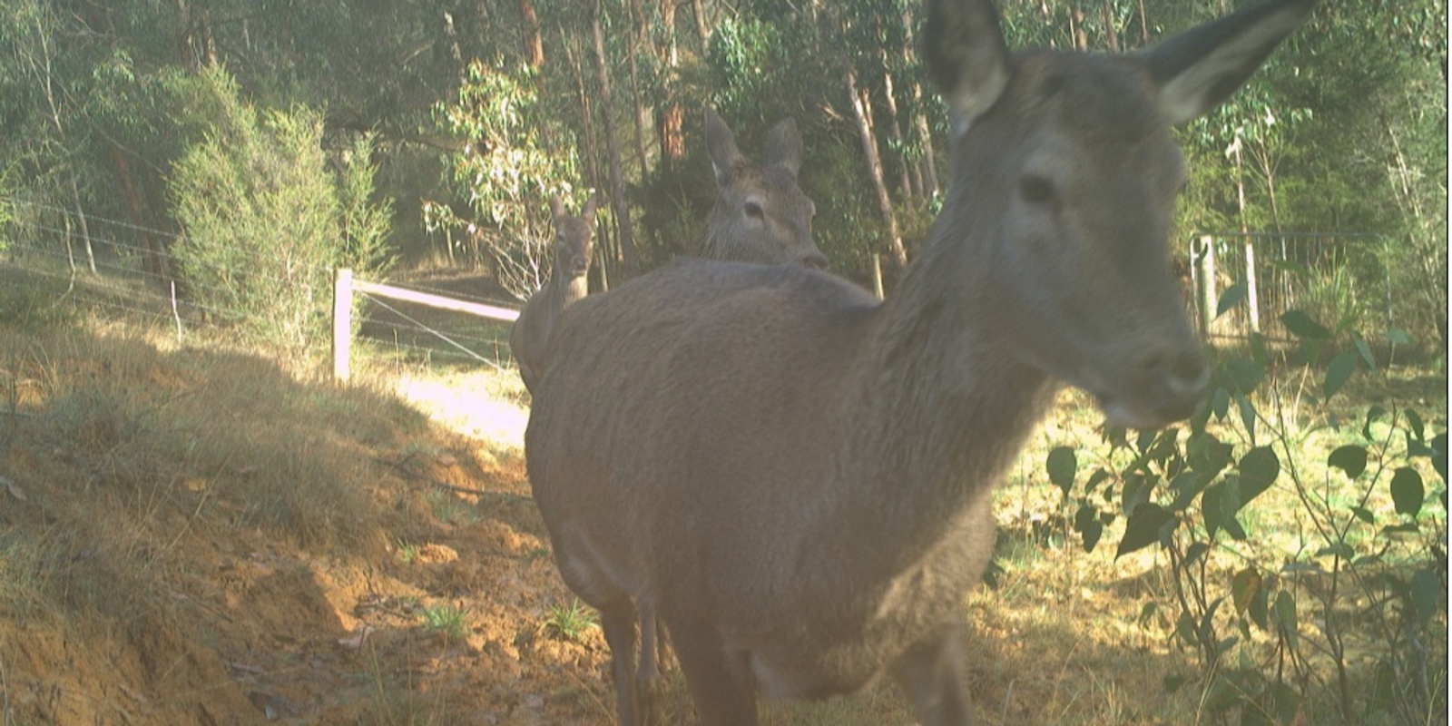 Banner image for Parks Victoria Deer Control Program Info Session