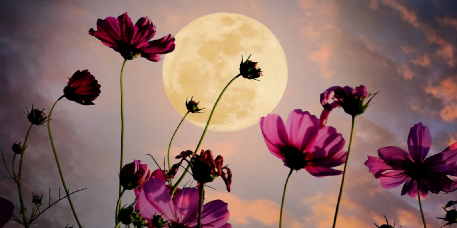 Banner image for Full Flower Moon Aromayoga Workshop