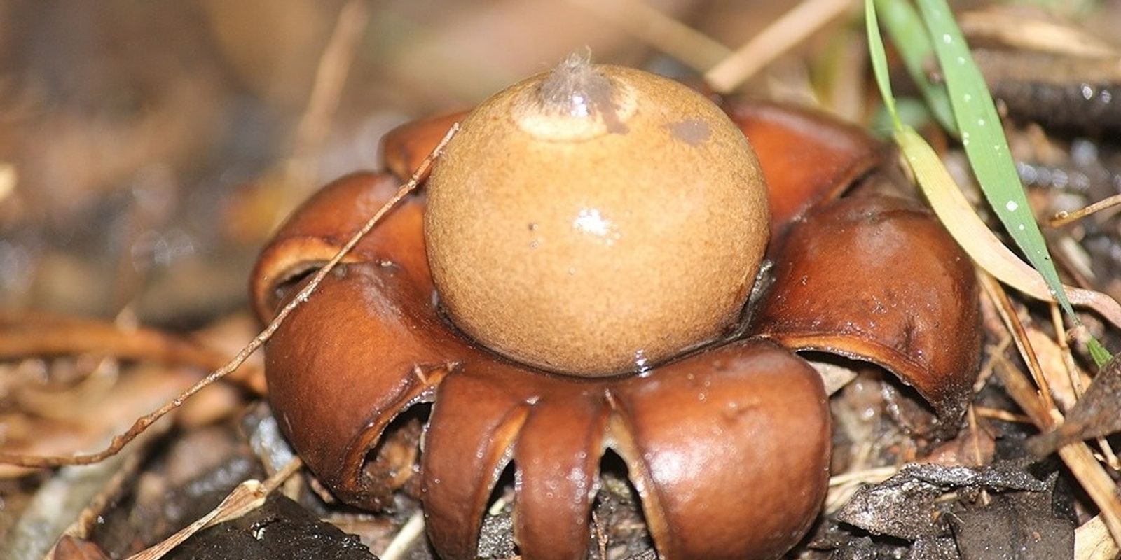 Banner image for Mycology May Fungi Workshop