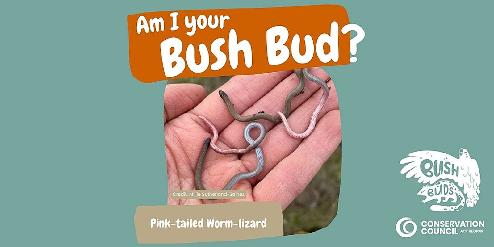 Bush Buds: Pink-tailed Worm-lizard