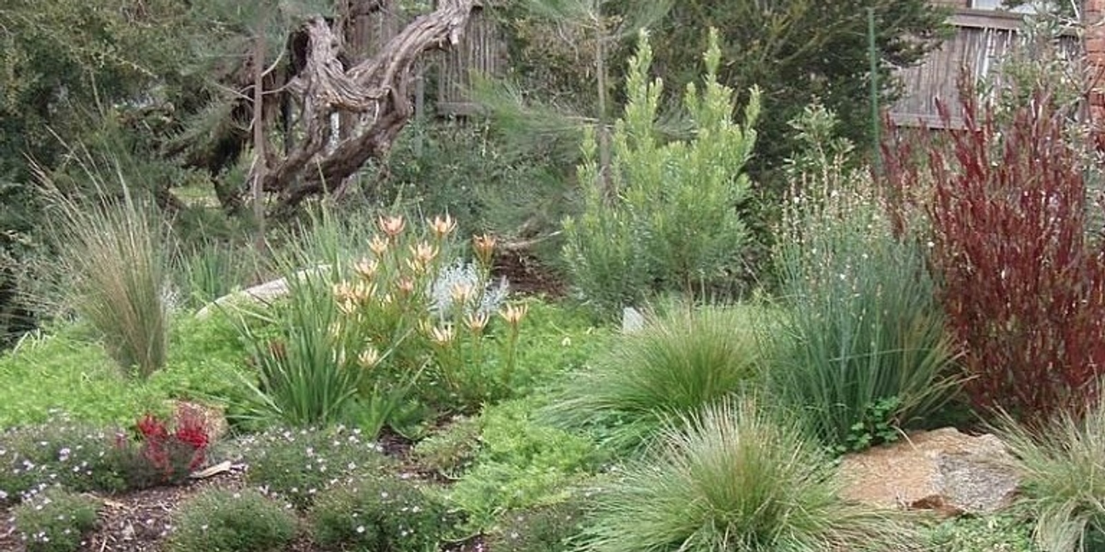 Banner image for Creating a waterwise native habitat garden at home
