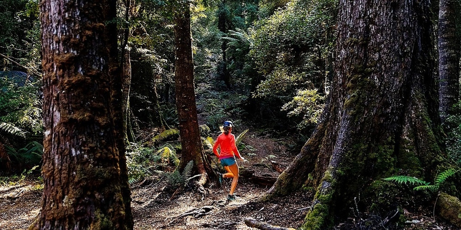 Banner image for Forest Defenders Film Screening - Sydney