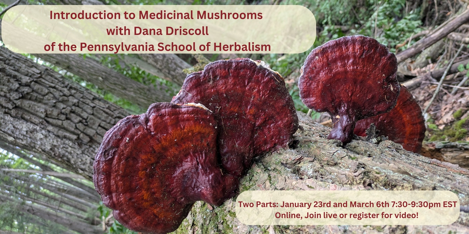 Banner image for Introduction to Medicinal Mushrooms: Medicinal Virtues, Herbal Preparations, and Foraging - 2 part class