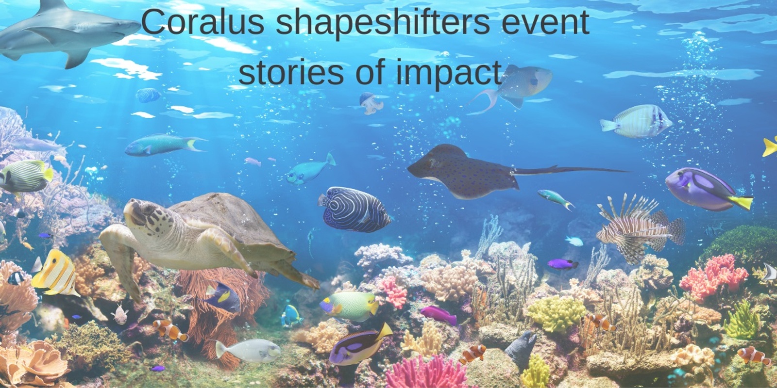 Banner image for Stories of impact