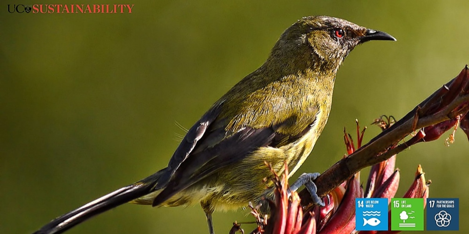 Banner image for Riccarton Community: Working together to improve biodiversity