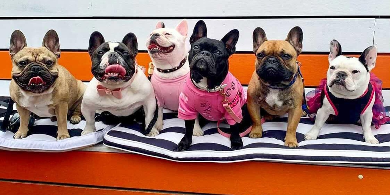 Banner image for Frenchies Puppy Pub Crawl