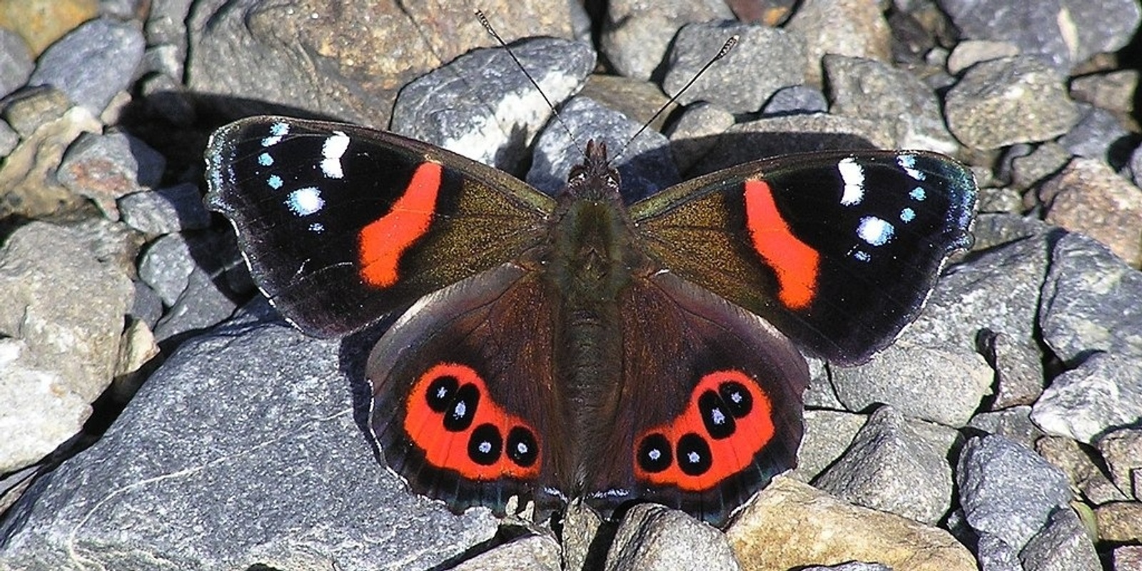 Banner image for 2024 NZ Species Edit-a-thon Day 2