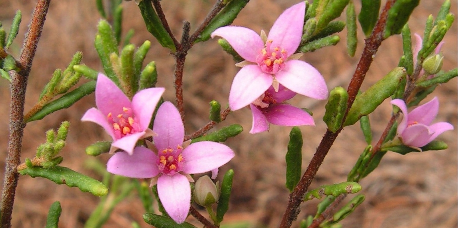 Banner image for Border boronia: Back from the brink film screening