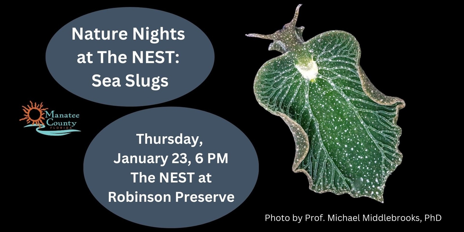 Banner image for Nature Nights at The NEST: Sea Slugs