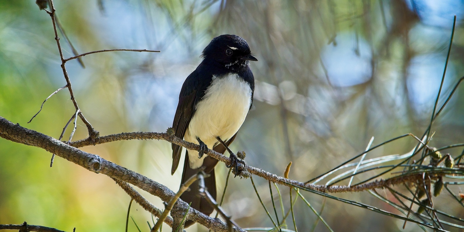 Banner image for Wonderful Wildflowers and Birds in Hillbank