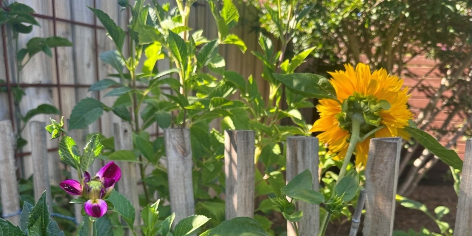 Banner image for Get Ready For Summer In Your Garden: Cool veggies and Hot weather - online event 