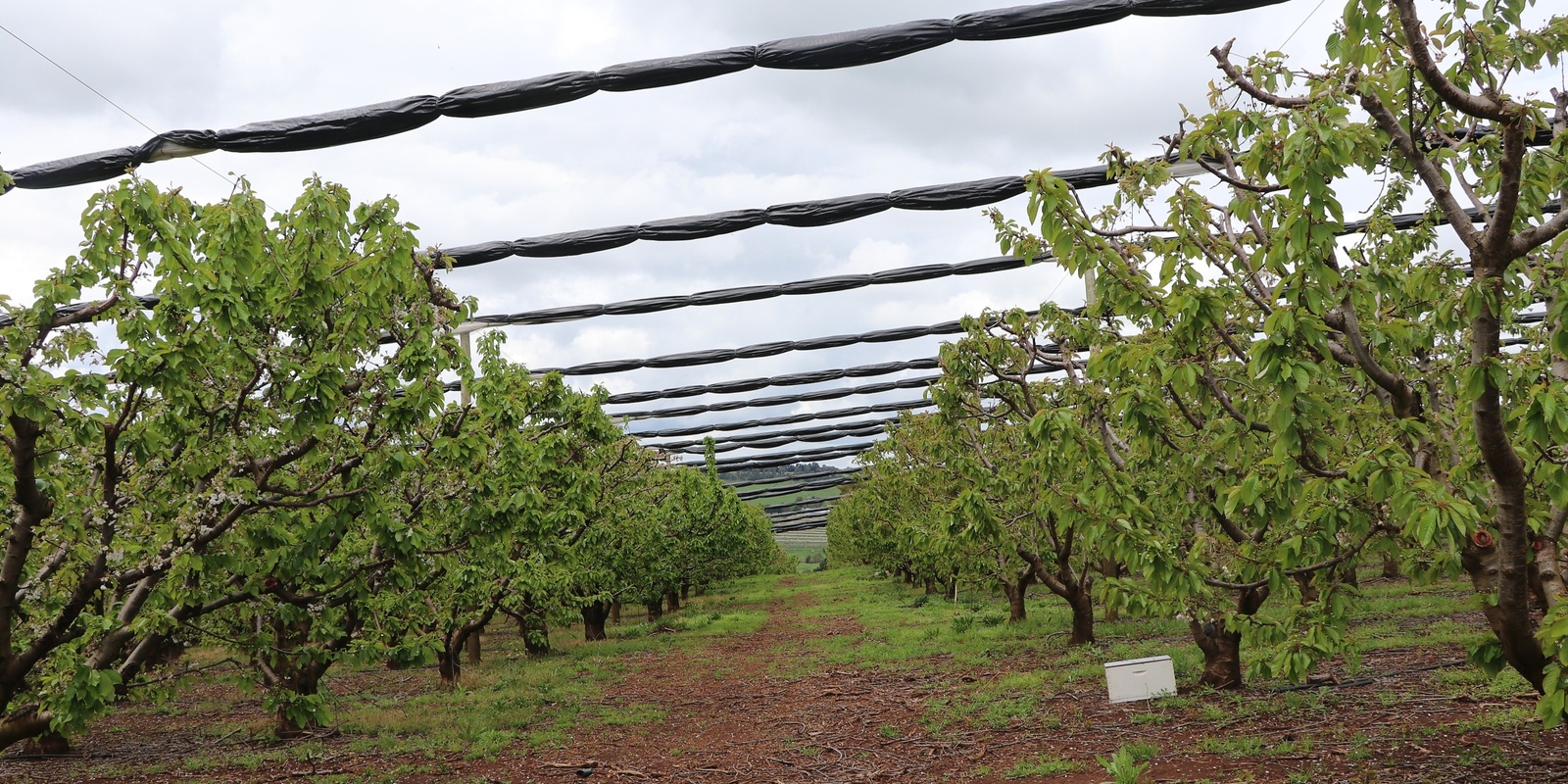 Banner image for Protected Cover and Canopy Management Workshop with Dr Greg Lang (Orange)