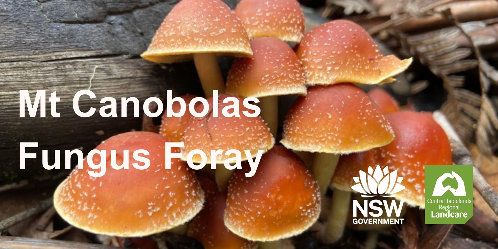 Banner image for Mt Canobolas Fungus Foray- morning session