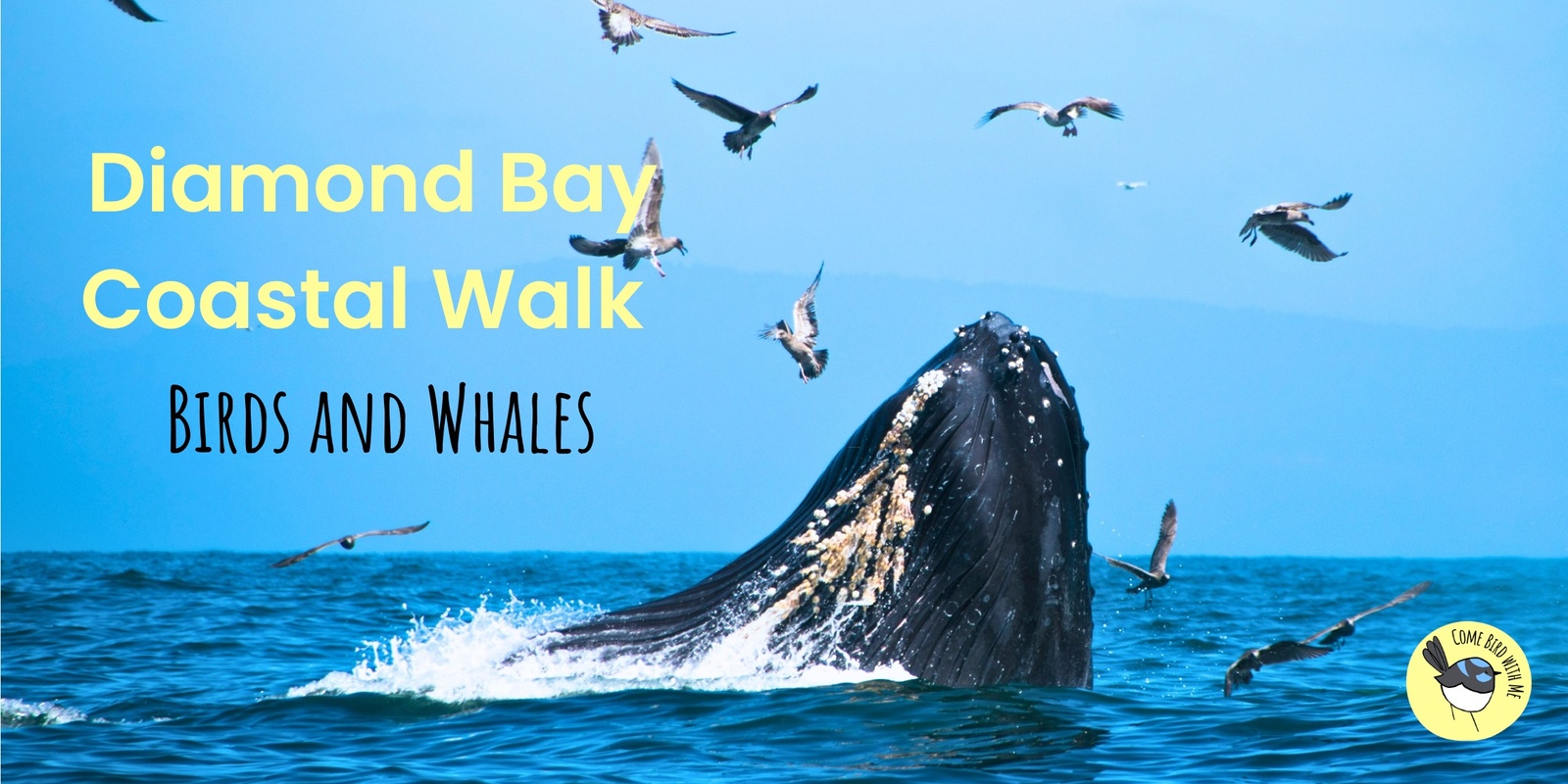 Banner image for Diamond Bay Coastal Walk: Birds and Whales - August