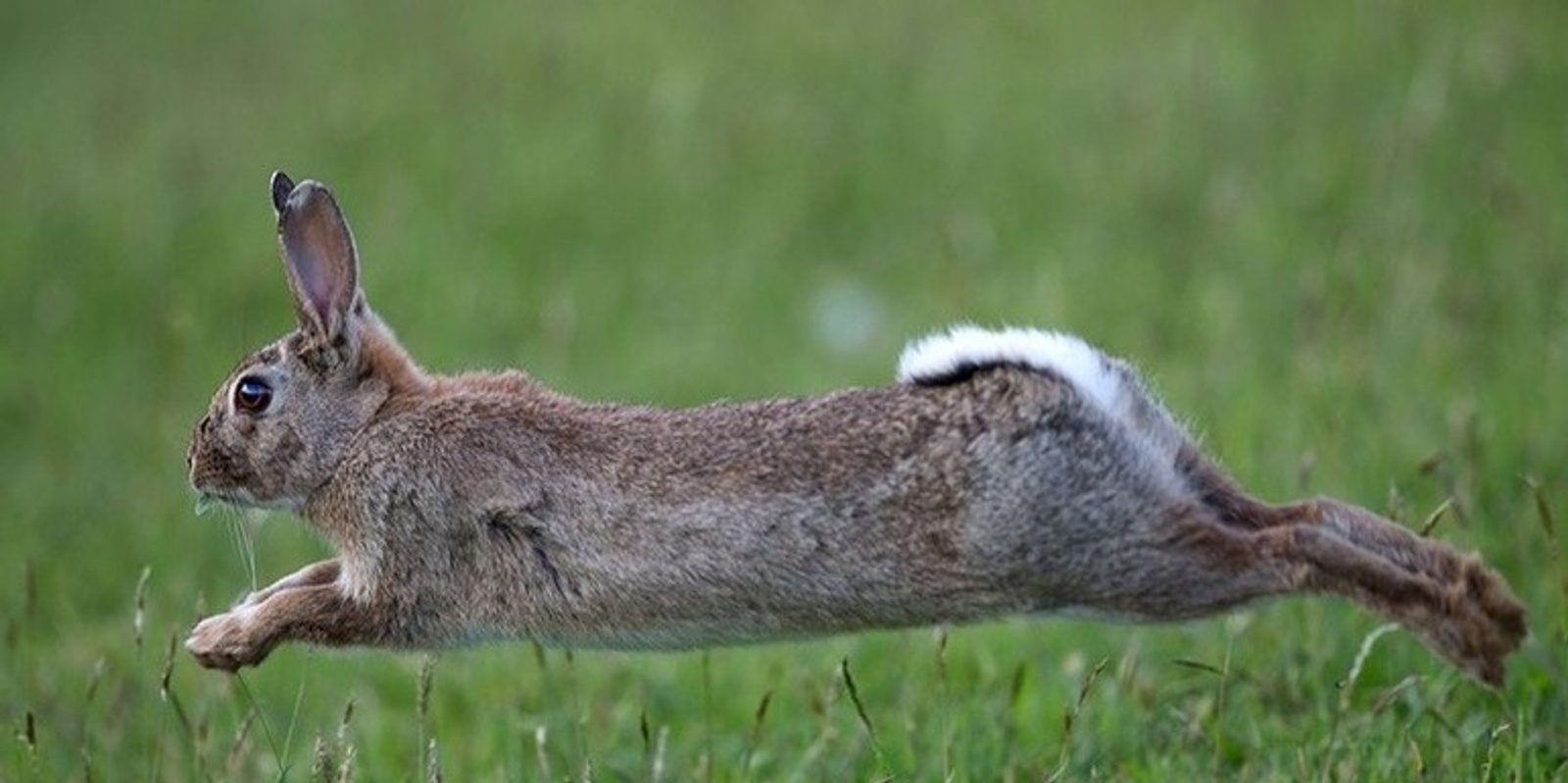 Banner image for Rabbit Control Field Day - Partnership Against Pests