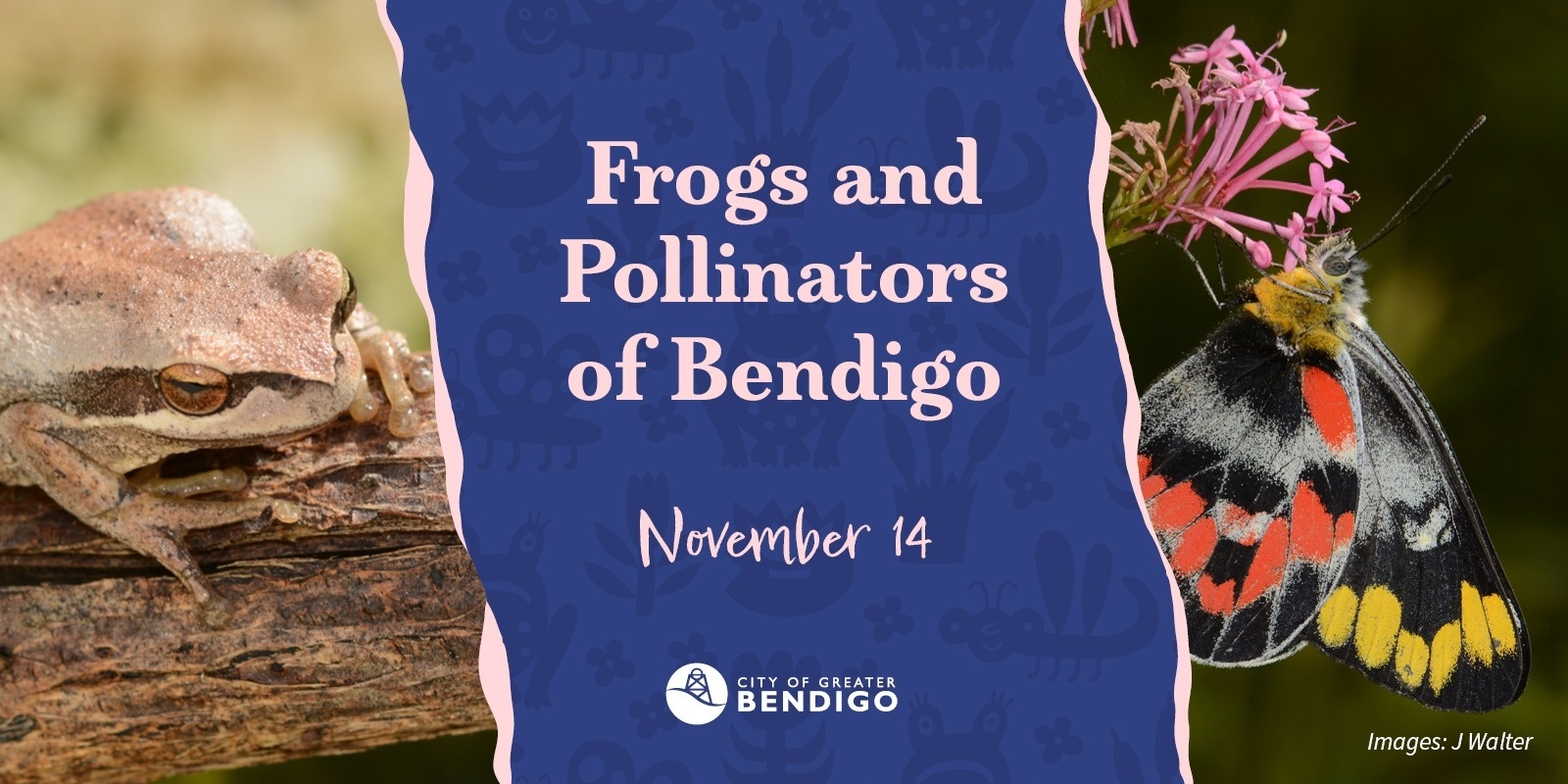 Banner image for Frogs and Pollinators of Bendigo