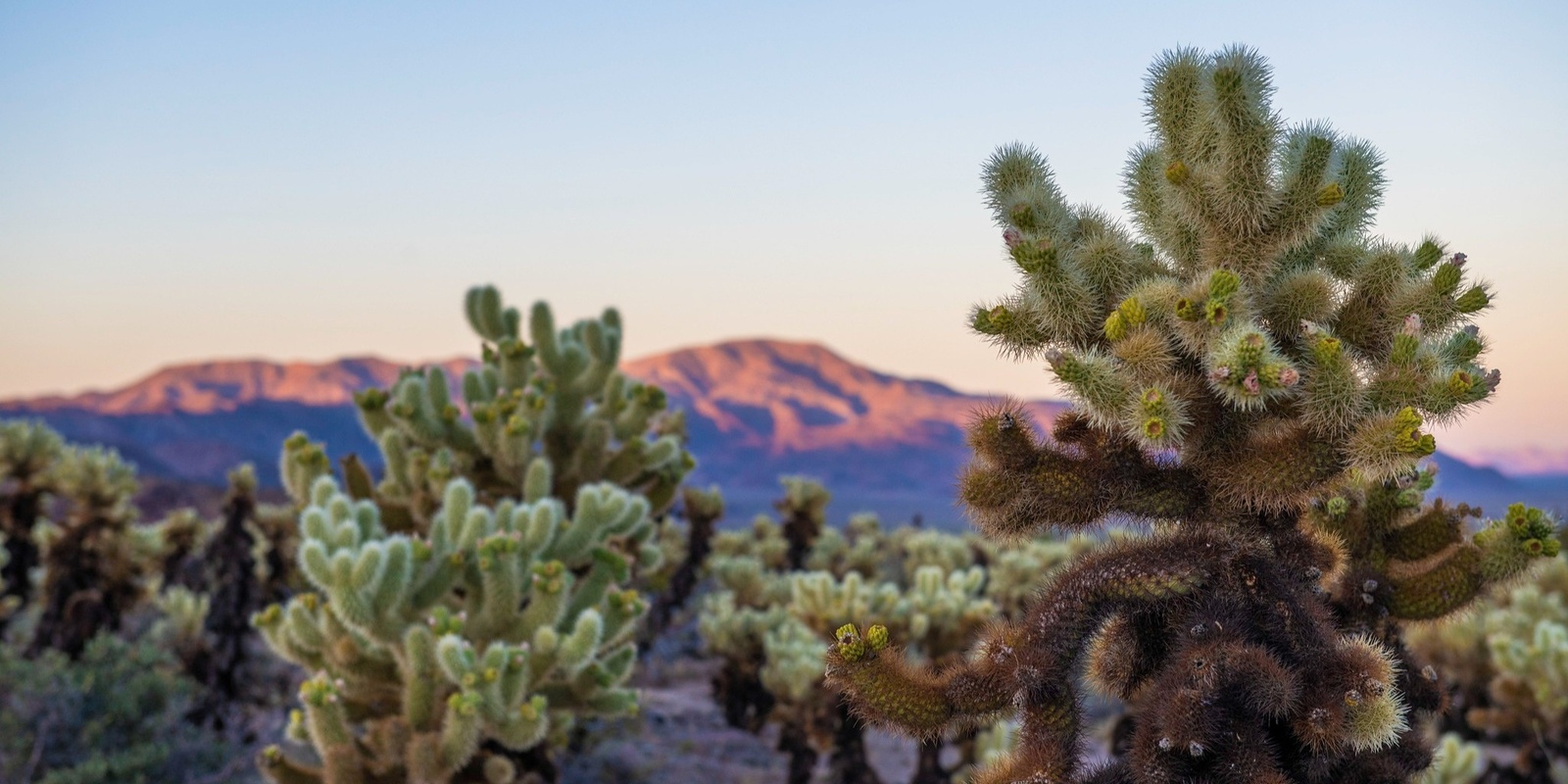 Banner image for Spring Flora of Joshua Tree National Park (UCRX, 1.5 Units)