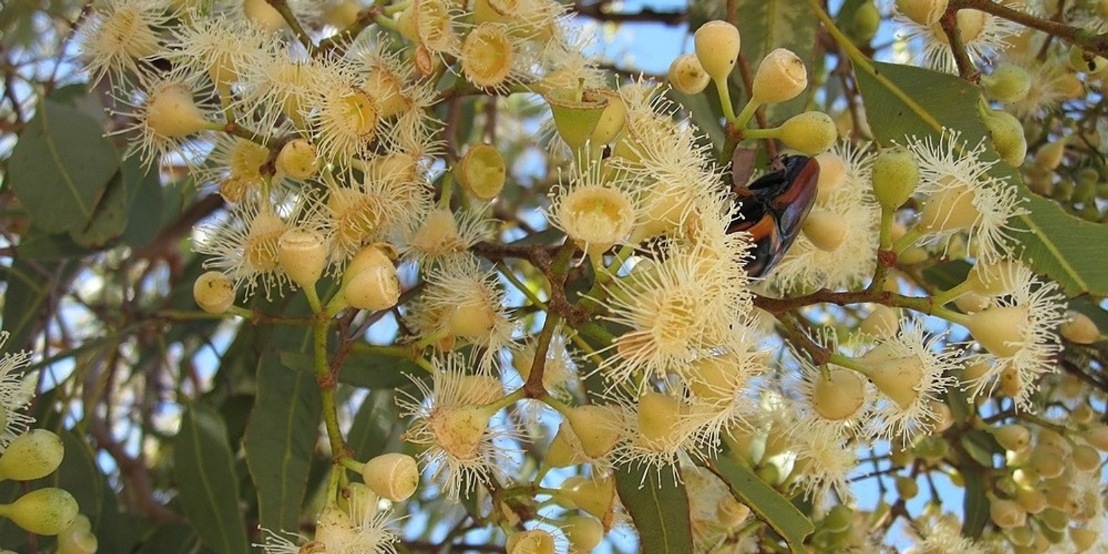 Banner image for SOLD OUT Producing Natural Dyes Using Eucalypts: a presentation by Eucalypt Australia 2022 Fellow