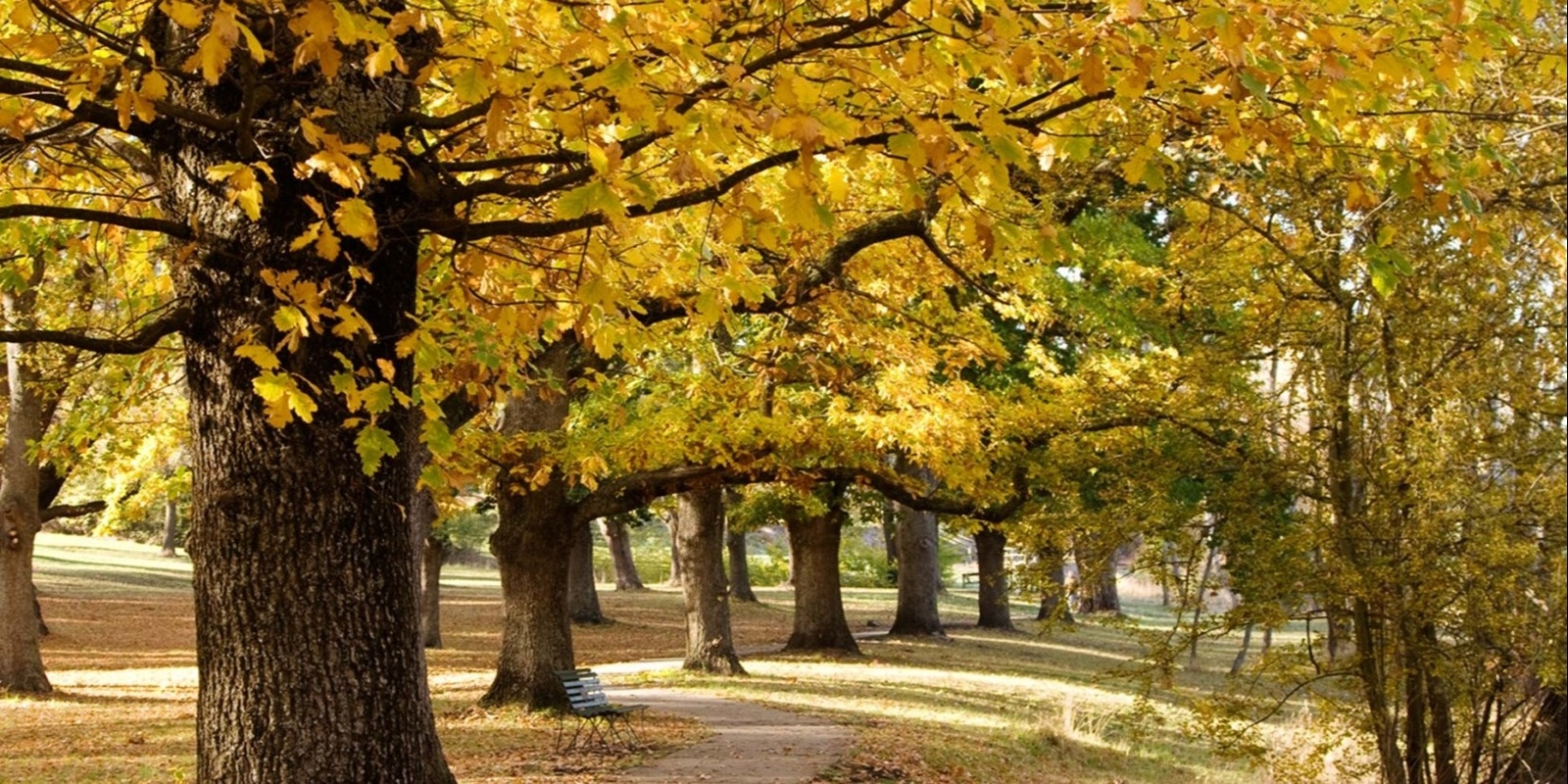 Banner image for Parklands and Botanic Gardens - The Kyneton River Walk: Grade 2 (Easy)