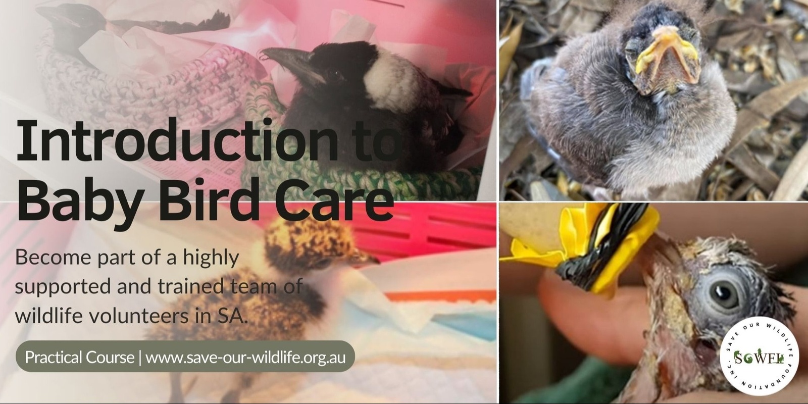 Banner image for Introduction to Baby Bird Care