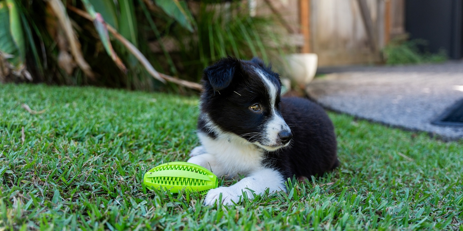 Banner image for Come and Try Dog Training Session - Ettalong Oval