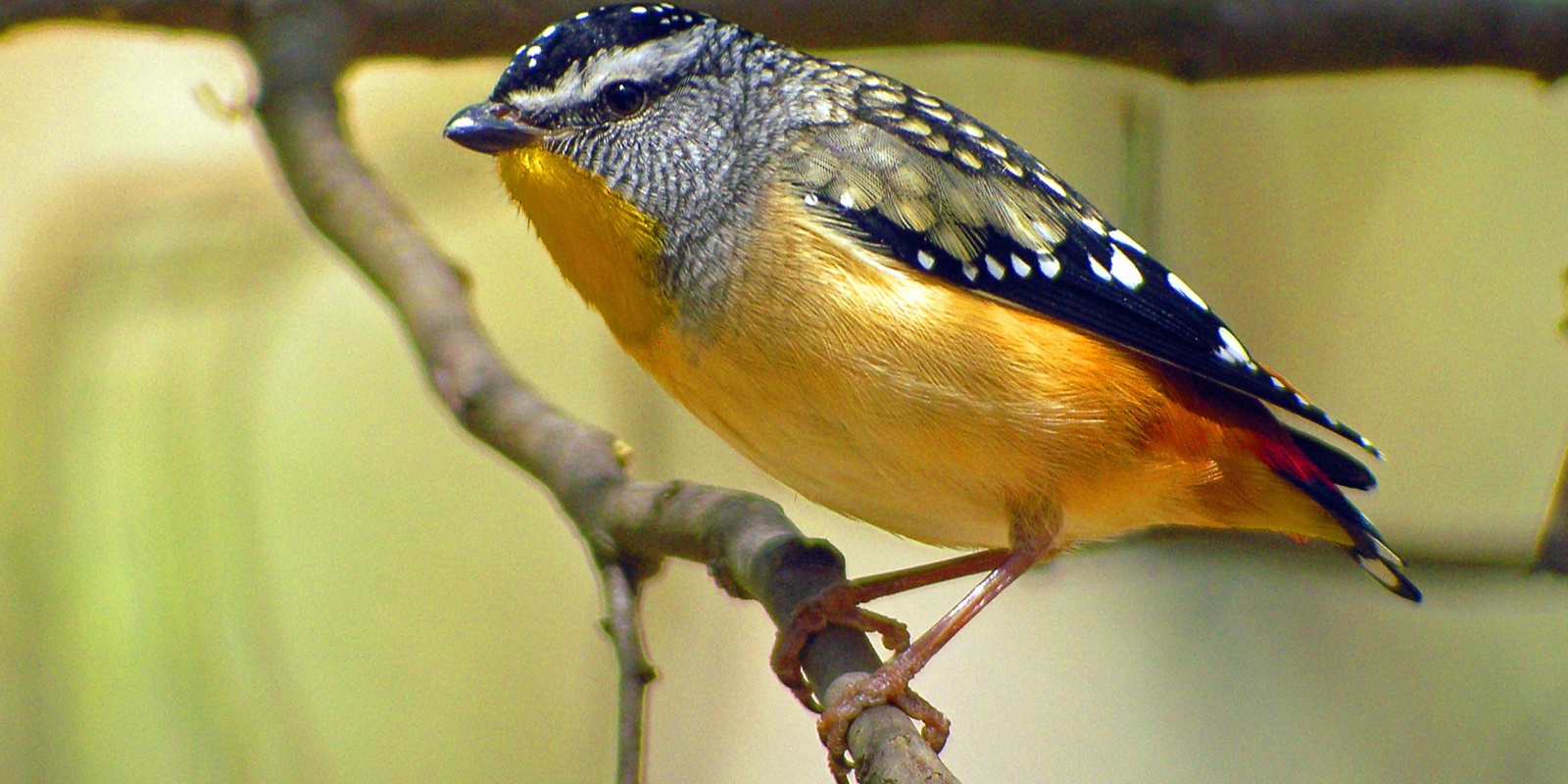 Banner image for Aussie Bird Count: Birdwatching for Beginners, Sunday walk