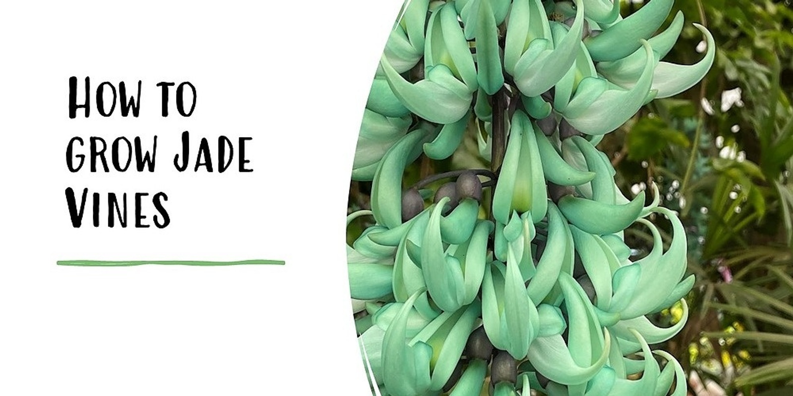 Banner image for How to grow Jade Vines