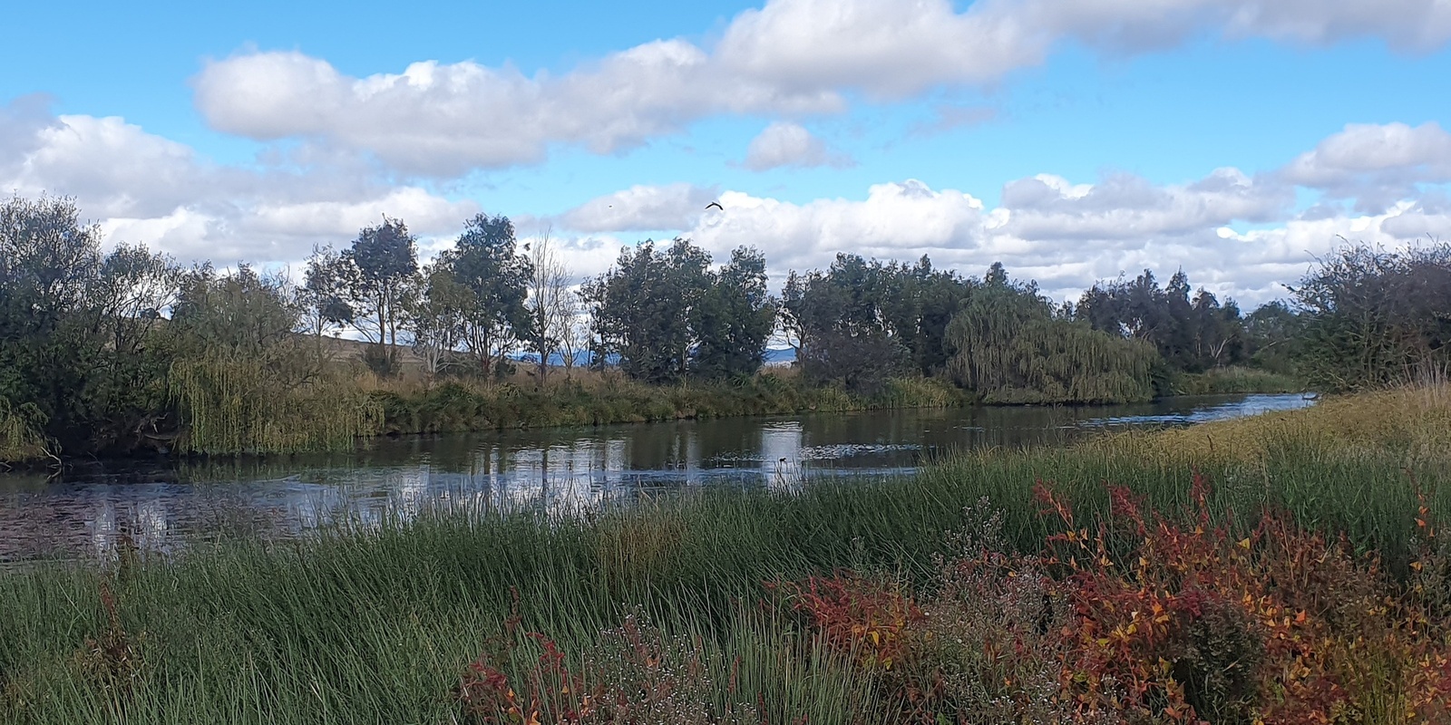 Banner image for Riparian Restoration and Waterwatch