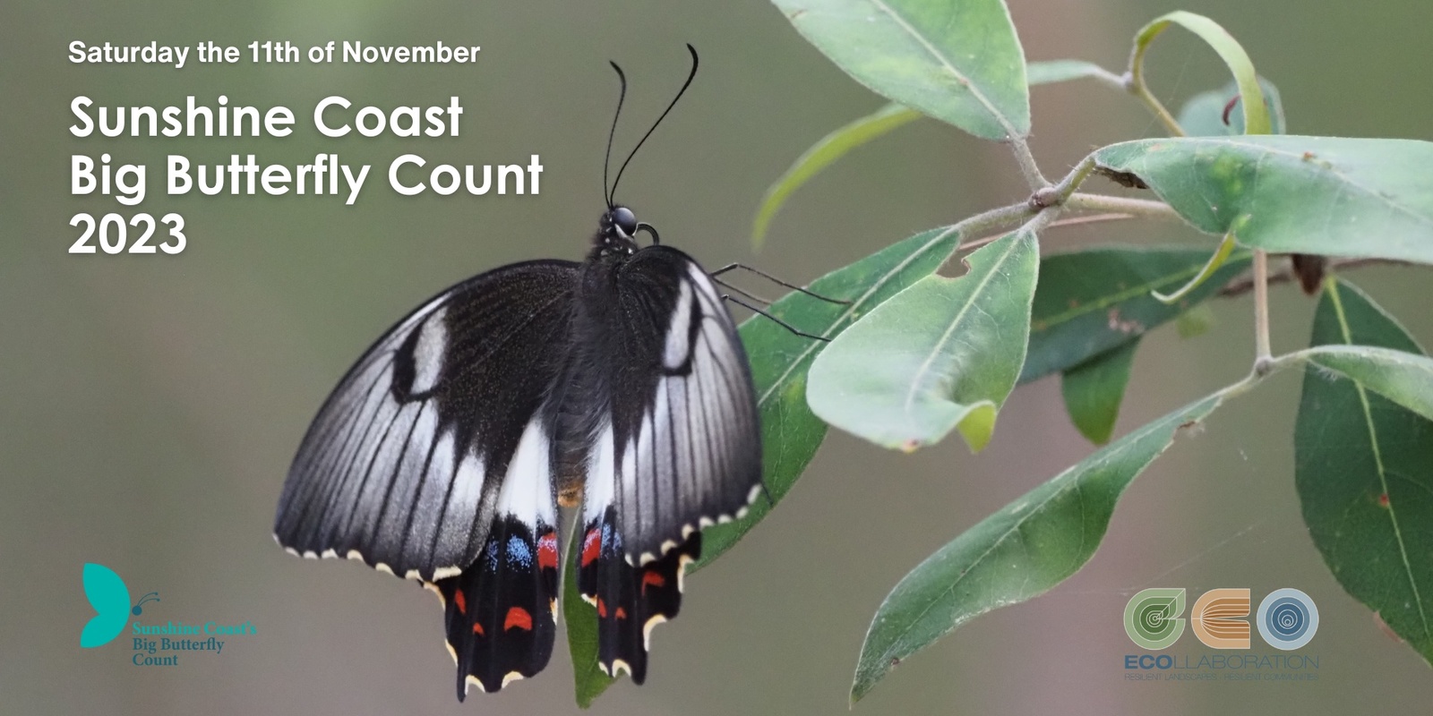 Banner image for Sunshine Coast Big Butterfly Count 