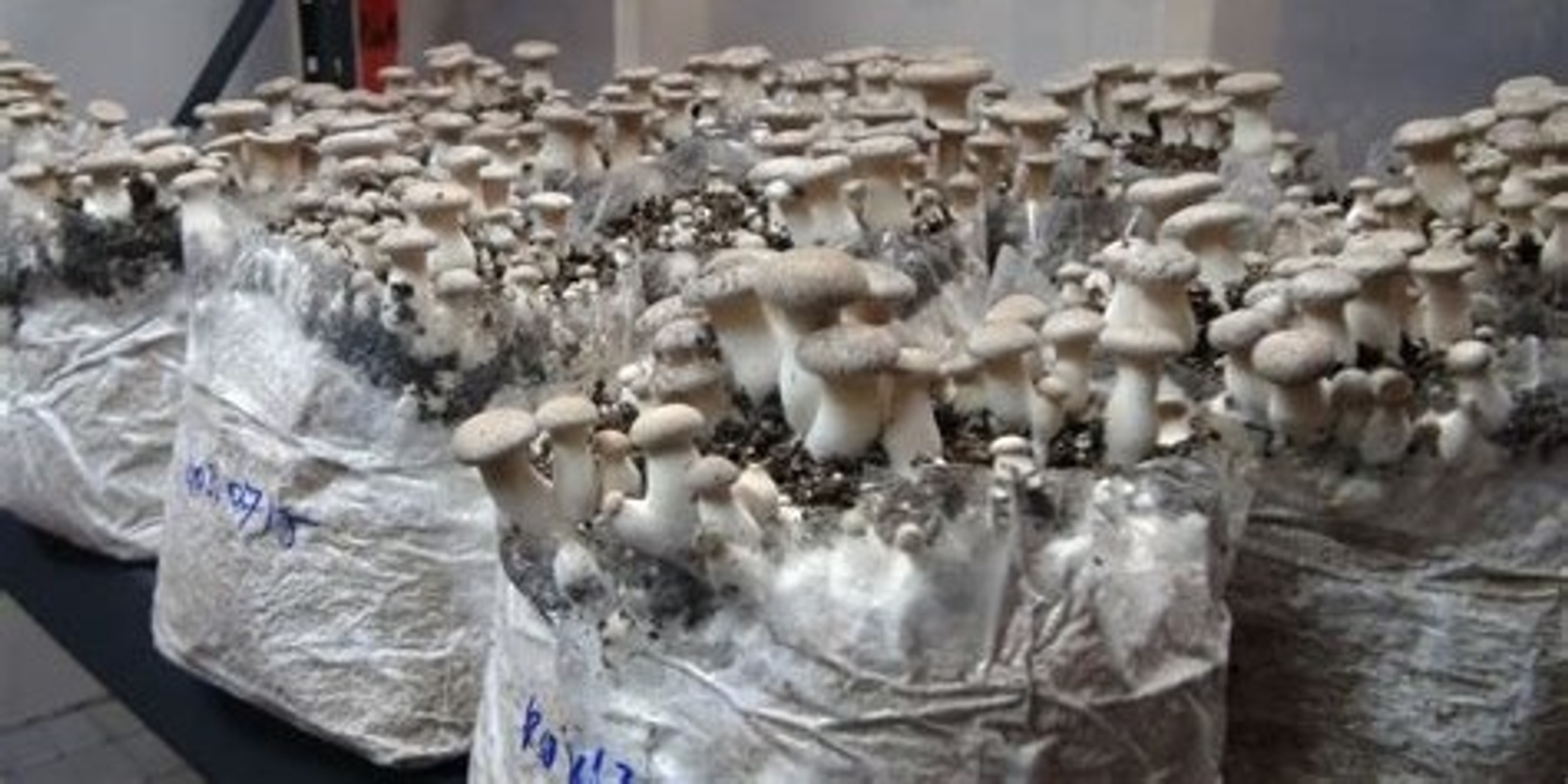 Growing Mushrooms