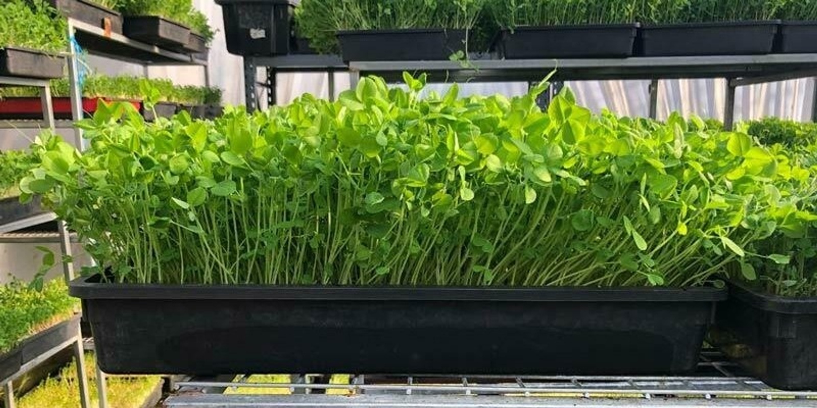 Banner image for Microgreens Farm Tour