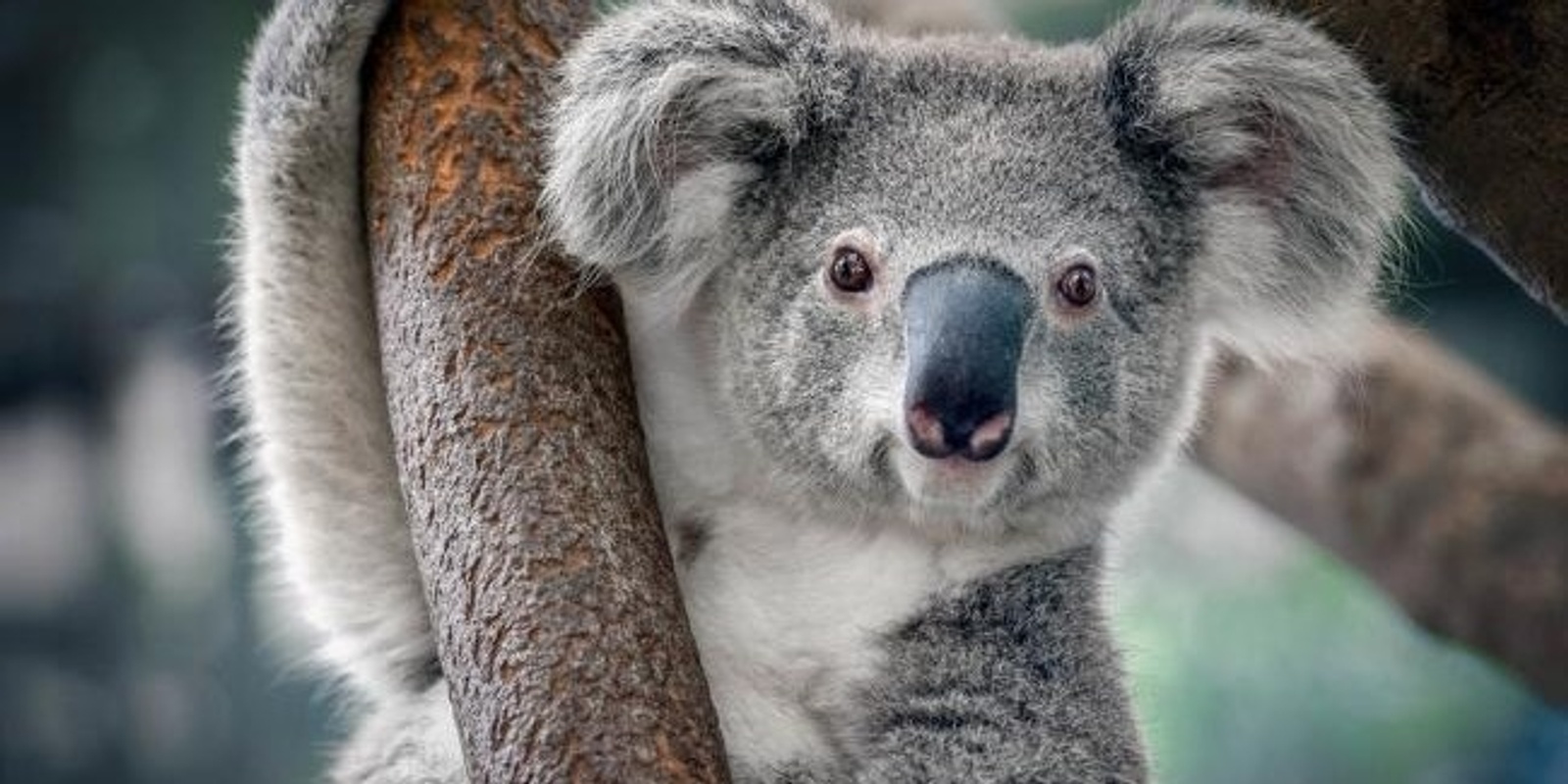 Banner image for Help Prevent Koala Extinction