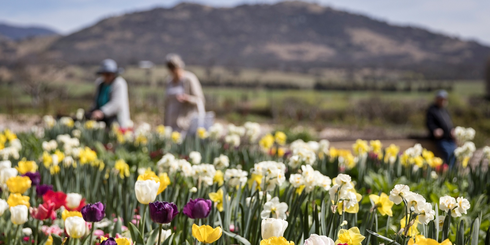 Banner image for Flowers in the Garden Tour - Floriade at Lanyon Homestead 2024