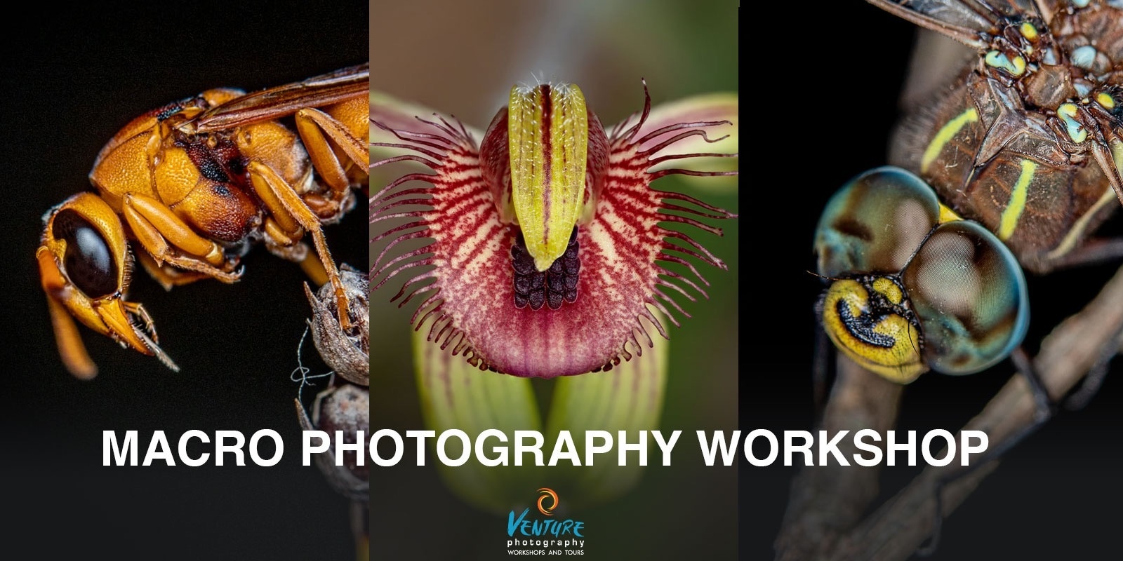 Banner image for Macro Photography Workshop (August 2024)