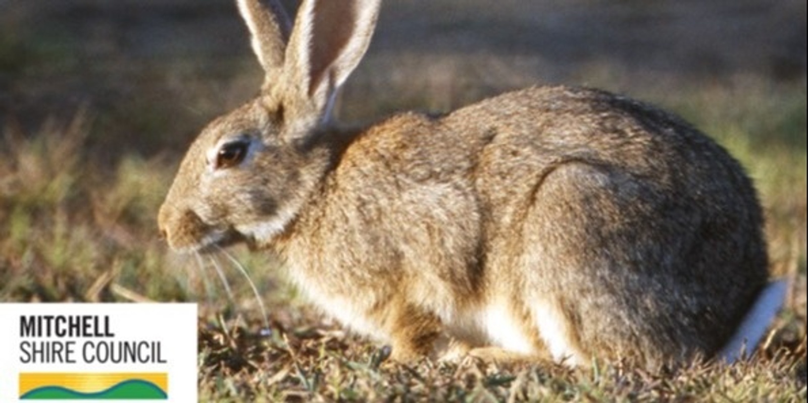 Banner image for Rabbit Management 