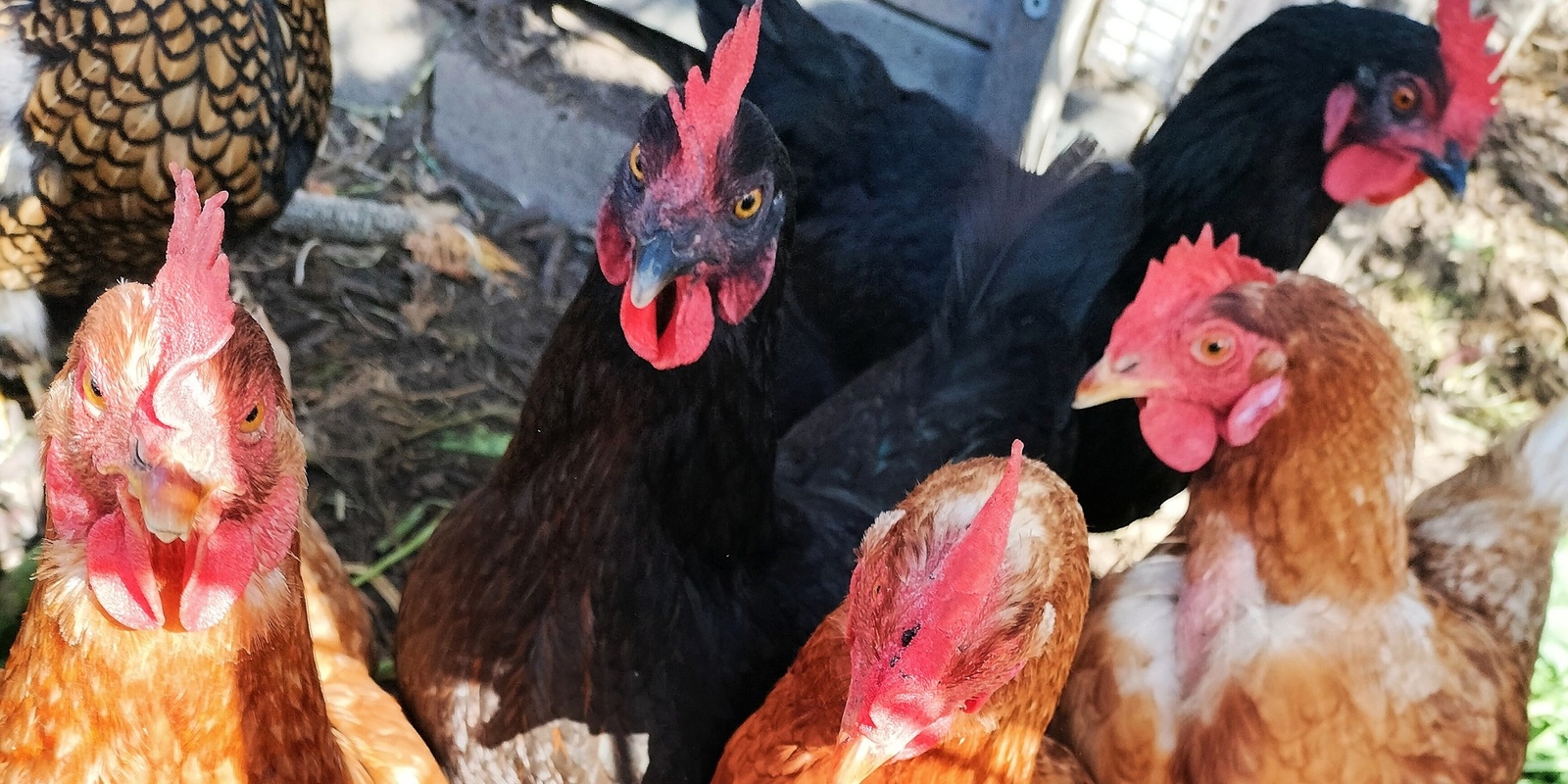 Banner image for Keeping Backyard Chickens