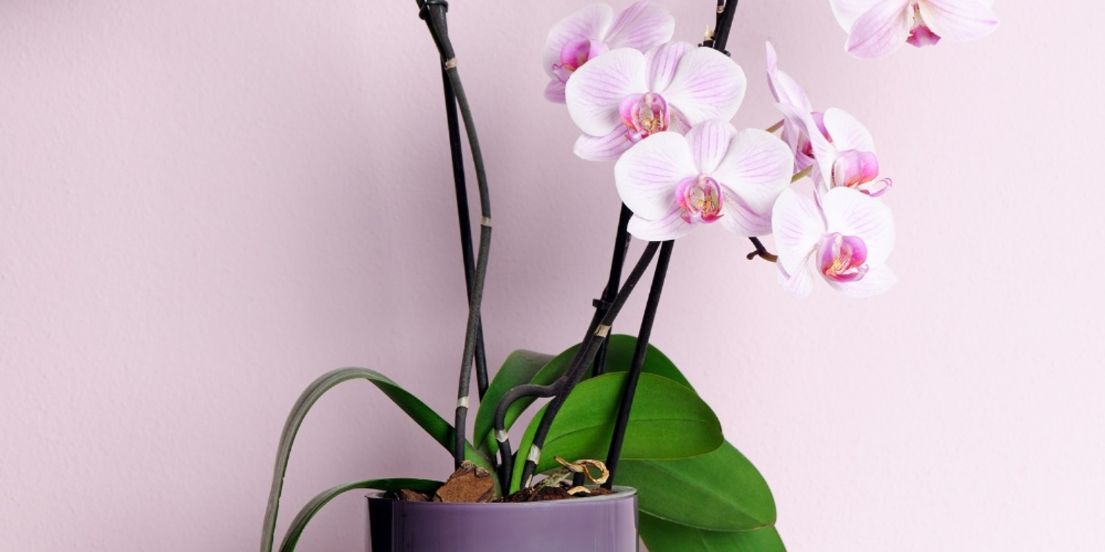 Banner image for Phalaenopsis Orchid - Potting and Care Workshop