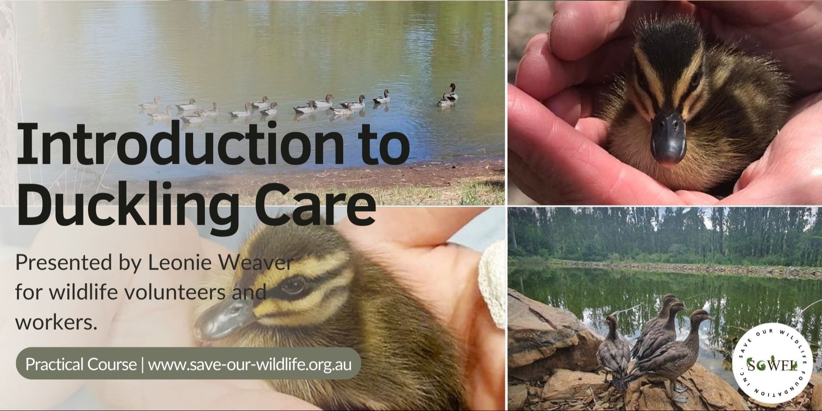 Banner image for Introduction to Duckling Care and Rescue presented by Leonie Weaver
