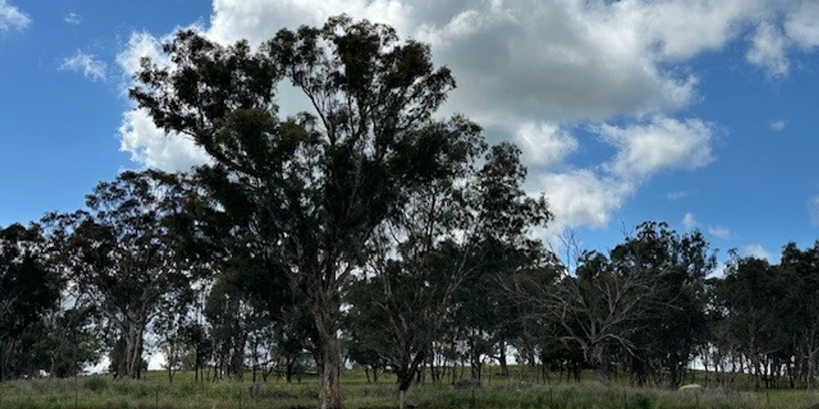 Banner image for Eucalypt Identification Day