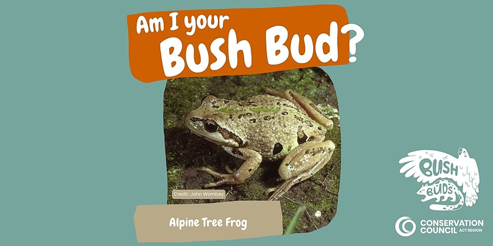 Banner image for Bush Buds: Alpine Tree Frog 