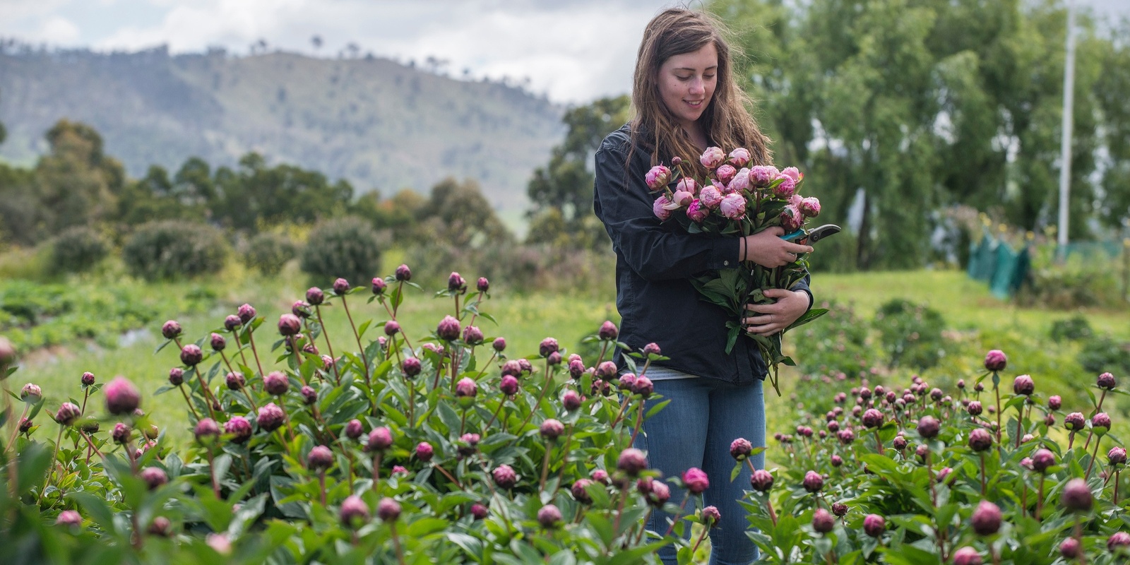 Richmond Cherries and Peonies's banner