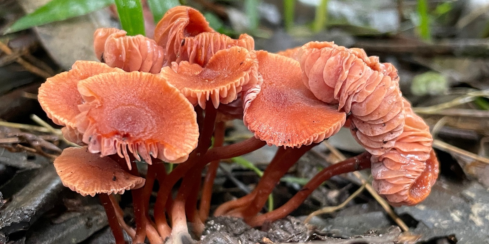 Banner image for Milton Fungi Talk