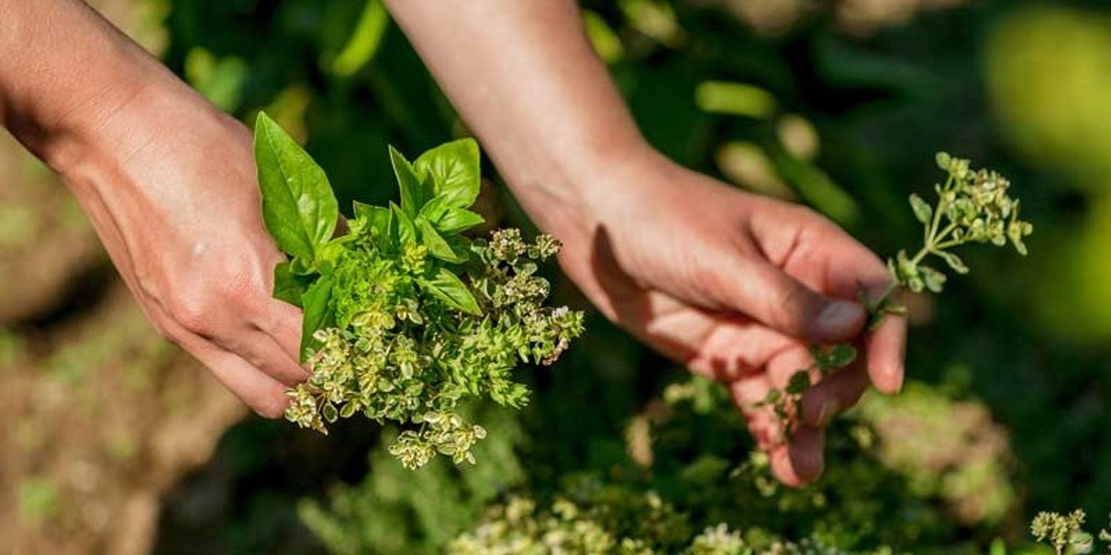 Banner image for Medicinal Gardening 