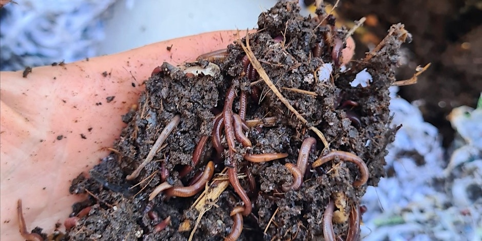 DIY Worm Farm Workshop with City of Fremantle