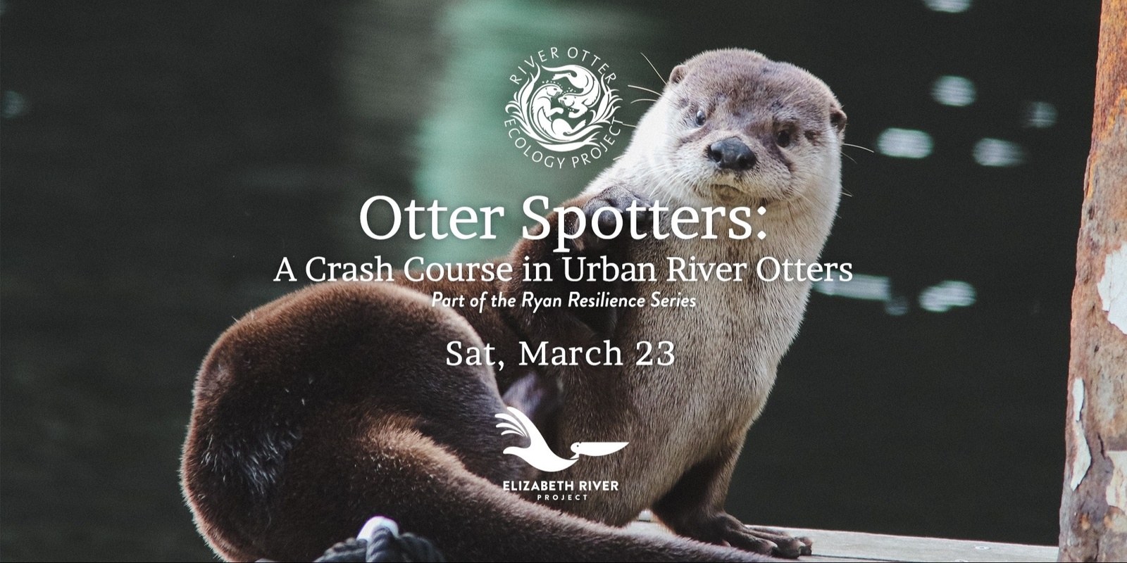 Banner image for Otter Spotters: A Crash Course in Urban River Otters