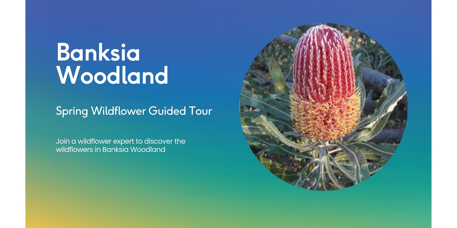 Banner image for Murdoch University Spring Wildflower Tour