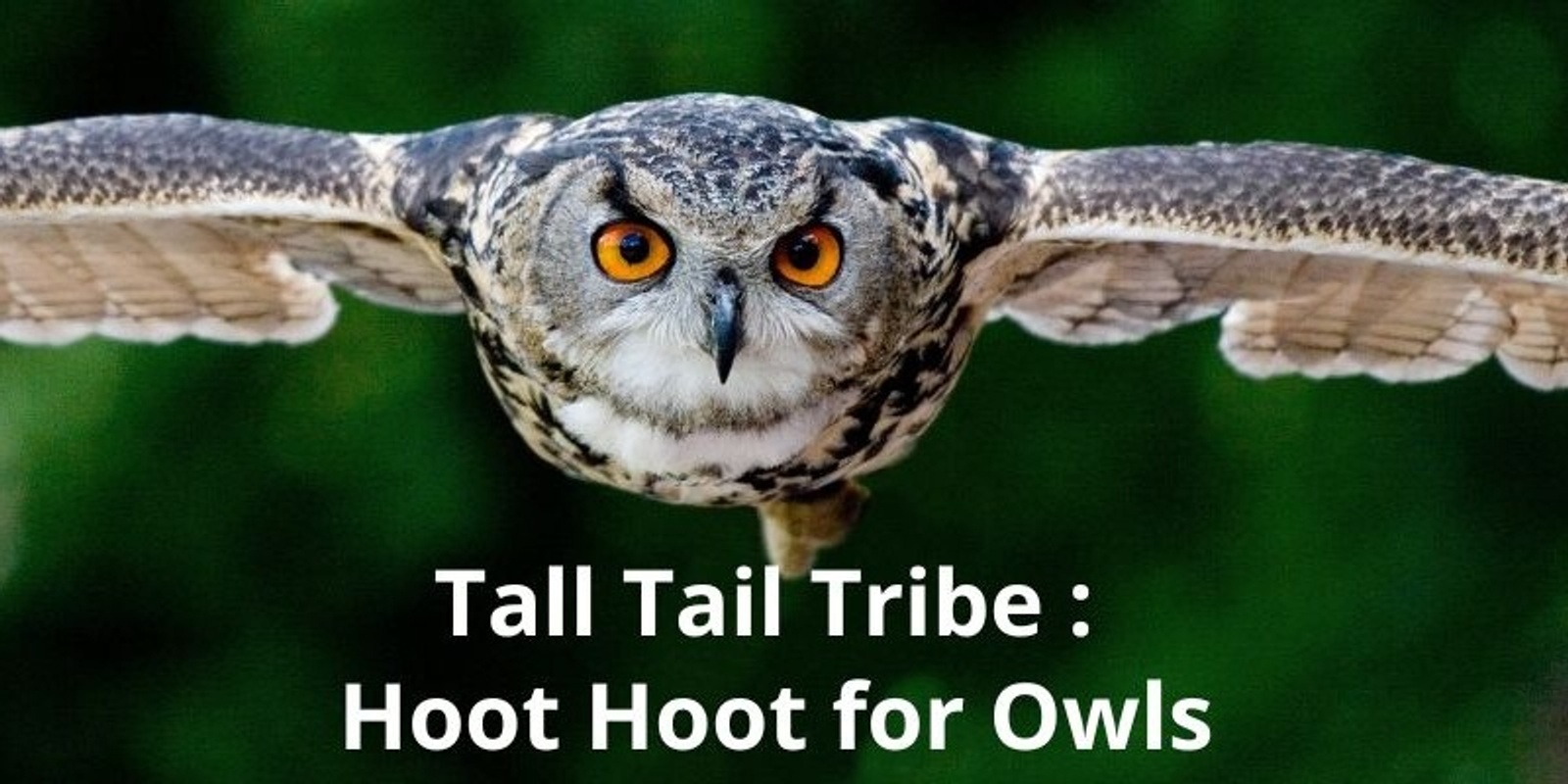 Banner image for Tall Tail Tribe: Hoot Hoot for Owls