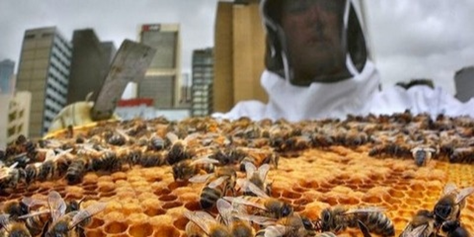 Banner image for Bees in the City & Suburbs