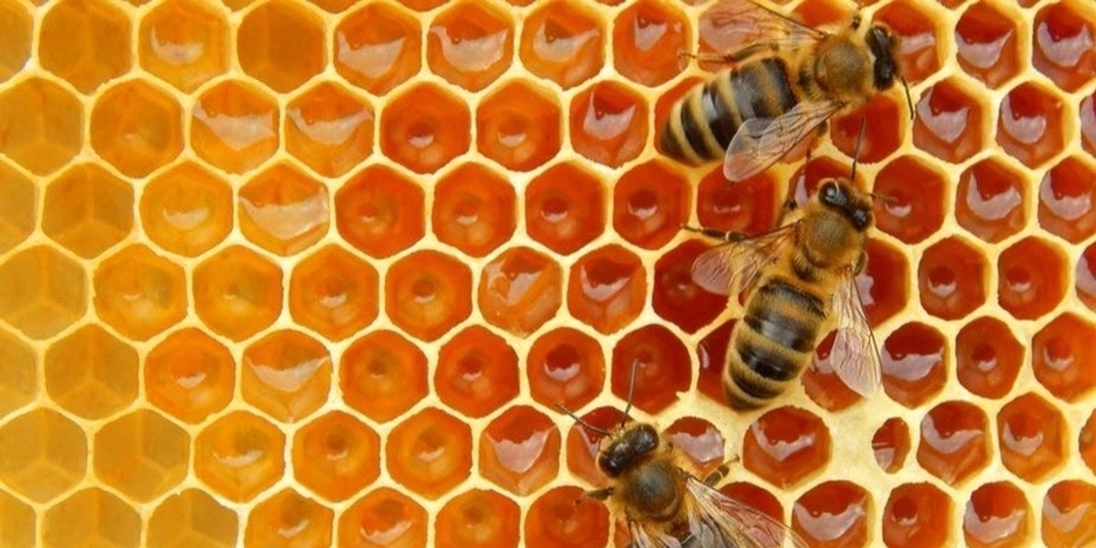 Banner image for Beginner Beekeeping Workshop for Adults